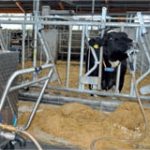 cow drench pic