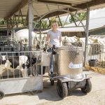 feeding singel calves